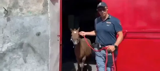 Catania: Salvataggio di 23 Cavalli e Denunce per Maltrattamenti Animali