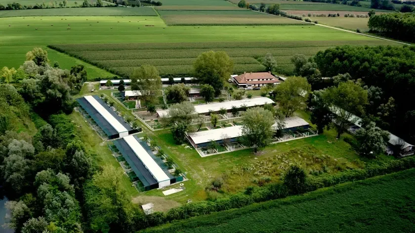 Canile Villotta: Anno e Sei Mesi di Accuse di Truffa