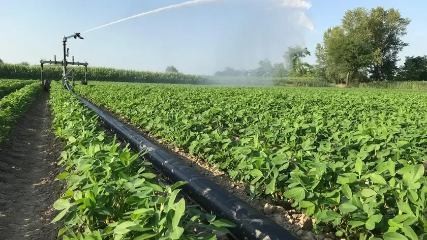 Caldo Estremo e Grandine: Impatto sull'Agricoltura Italiana