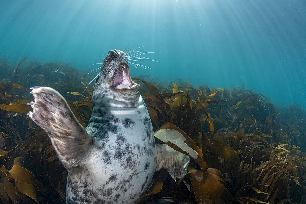 Il Rumore Sotto l'Acqua: Minaccia per la Fauna Marina