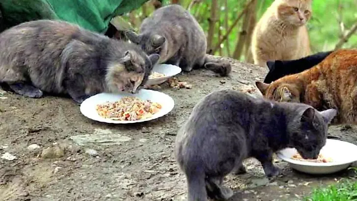 Friuli Venezia Giulia: Obbligo Microchip e Sterilizzazione per Gatti