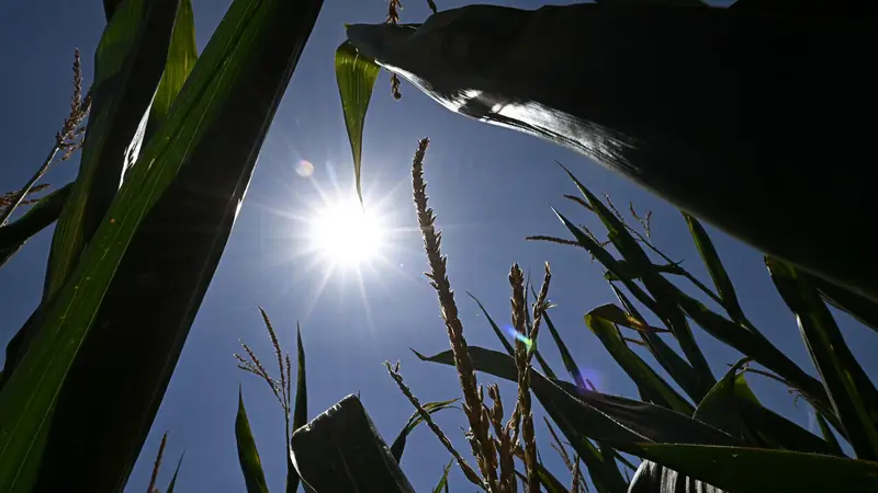 Terza Ondata di Calore: Allerta Rossa in Sardegna e Temperature Record