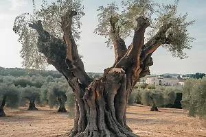 Puglia: Sgravio di 2,5 Milioni per Olivicoltori a Causa Xylella