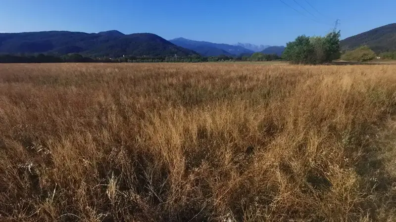 Caldo e Siccità: L'Agricoltura Fvg in Grave Pericolo