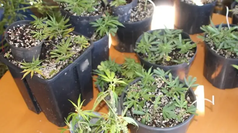 Nova Gorica: Sequestrate oltre 80 Piantine di Cannabis in un Blitz della Polizia