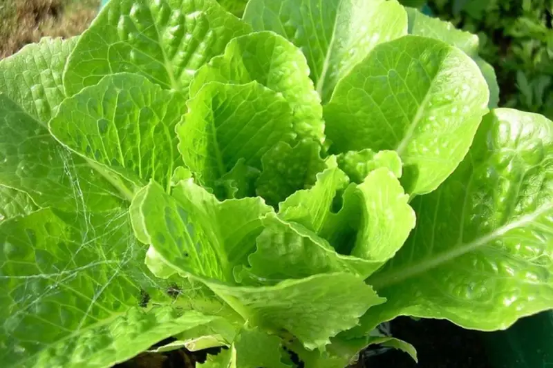 Lattuga: Un'Analisi Nutrizionale e di Impatto Sconvolgente