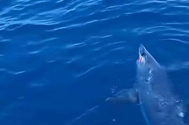 Livorno: Pescatore Incontra Squalo Mako Durante la Battuta Alle Secche