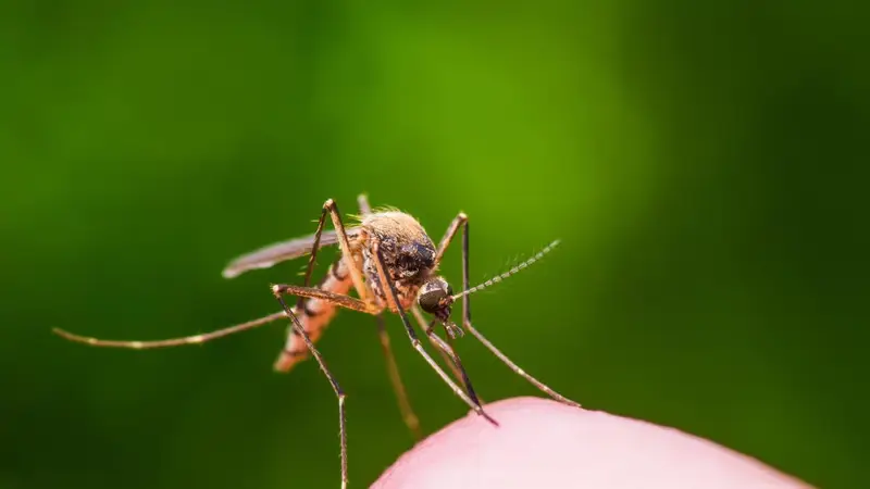 Germania: Due Morti per Malaria – Un Nuovo Rischio da Aeroporto