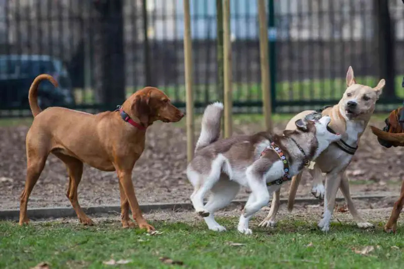 Agricoltore Aggredito da Cani del Vicino in Tirolo