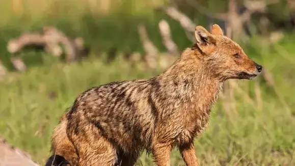 Trieste, Allarme nel Bosco: Sospiro di Sciacallo o Grido di Aiuto?