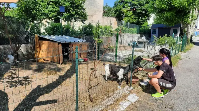 Fine di un'Esperimento a Pordenone: La Fattoria di Samuele Chiude per Regolamento Comunale