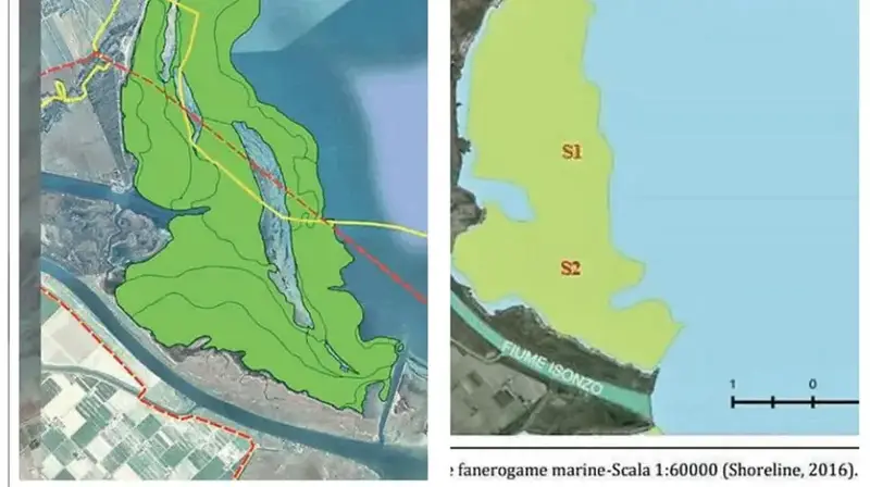 Università di Trieste: Rivelata Prateria Marina a Monfalcone, Precedente ai Progetti Europei