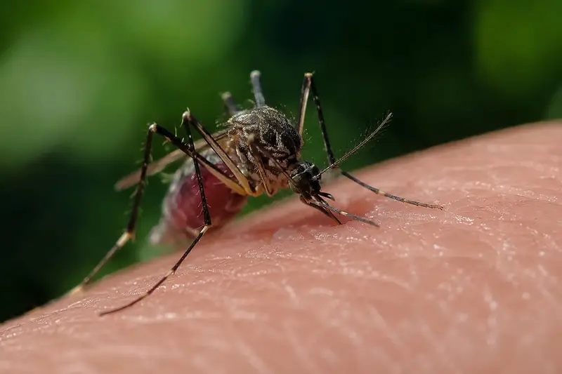 Record di Casi di West Nile in Europa: L'Italia in Testa